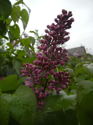 Syringa vulgaris_Lilac (2014, April 10) - Syringa vulgaris Lilac