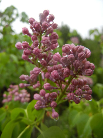 Syringa vulgaris_Lilac (2014, April 10) - Syringa vulgaris Lilac