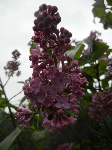 Syringa vulgaris_Lilac (2014, April 10) - Syringa vulgaris Lilac