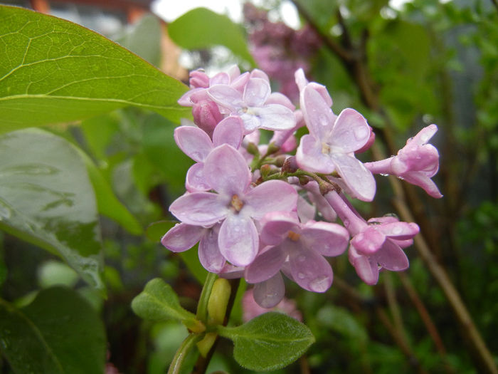 Syringa vulgaris_Lilac (2014, April 10) - Syringa vulgaris Lilac