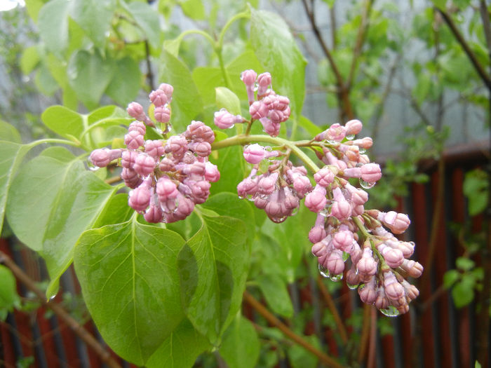 Syringa vulgaris_Lilac (2014, April 10) - Syringa vulgaris Lilac