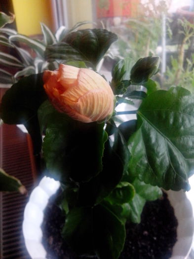 IMG_20140411_160949 - frumosul meu