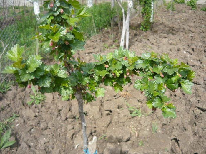 agris  tanar si" grabit" - capsuni -zmeura -mur-agris-aronia