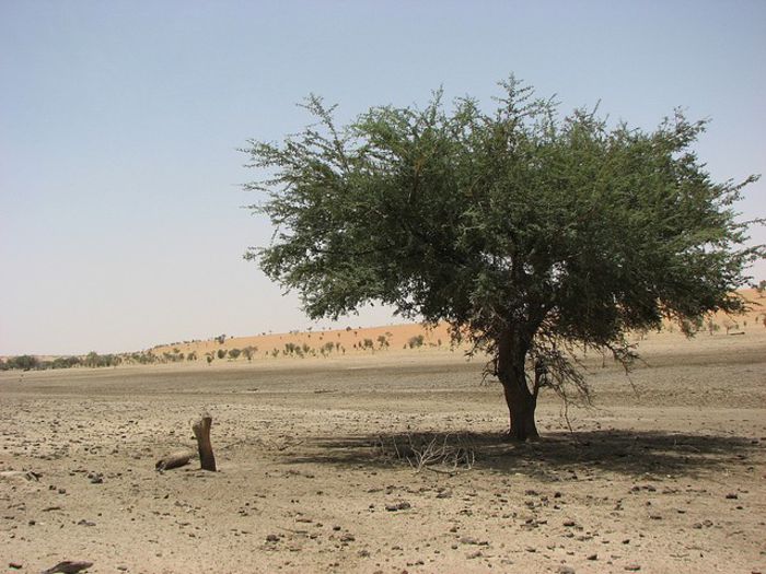 Acacia albida - a-alte seminte rare
