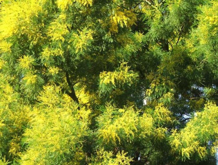 Acacia auriculiformis - a-alte seminte rare
