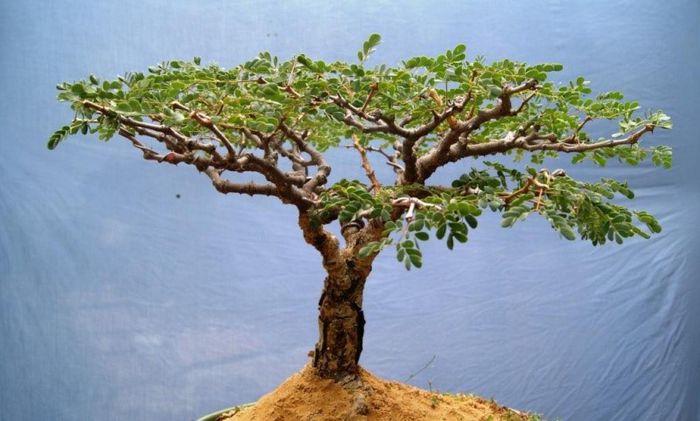 Acacia burkei - a-alte seminte rare