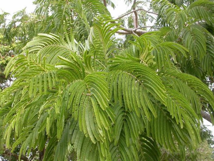 Acacia catecu - a-alte seminte rare