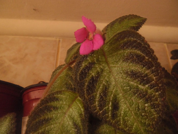 Cupreata metalica