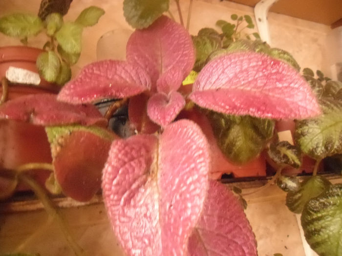 Alte rosioare- Strawberrry Mist
