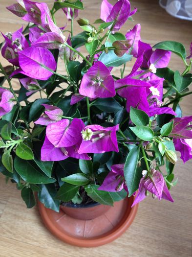 image - bougainvillea