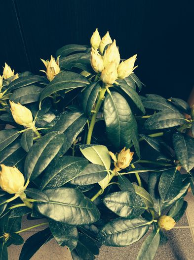 image - rododendron si azalee de gradina