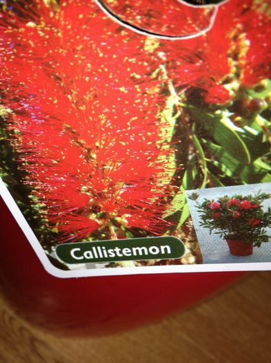 image - Callistemon