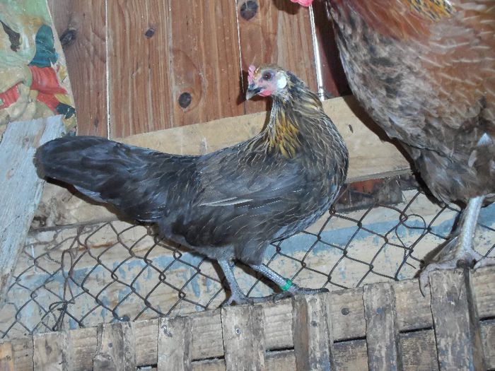 pitica germana orange   negru