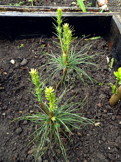 Himalayan white pine - Pinus Wallichiana; sunt obtinuti din seminte - comanda SUA - sunt de zona 5
