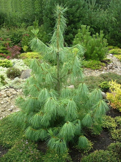 Himalayan white pine; asa arata junior
