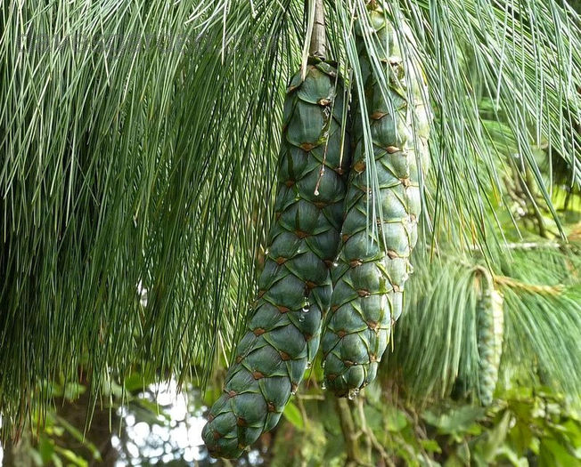 Himalayan white pine - Pinus Wallichiana - Exotice