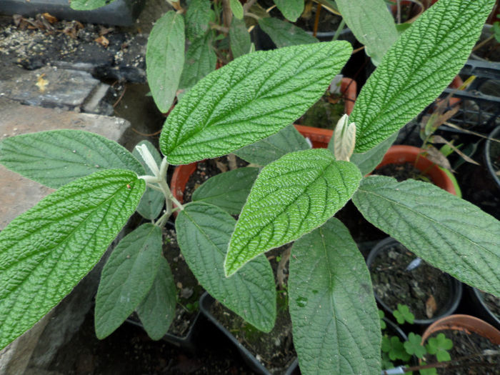 Viburnum Rhytidophyllum - Exotice