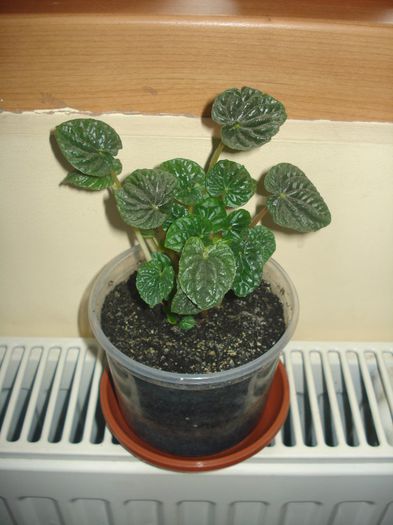 12.04.2014 - Episcia - flori de la Florentina Fontanini