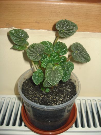 12.04.2014 - Episcia - flori de la Florentina Fontanini