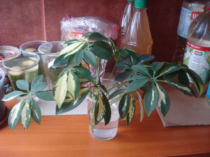 lastari disponibili - dati - flori - Schefflera arboricola