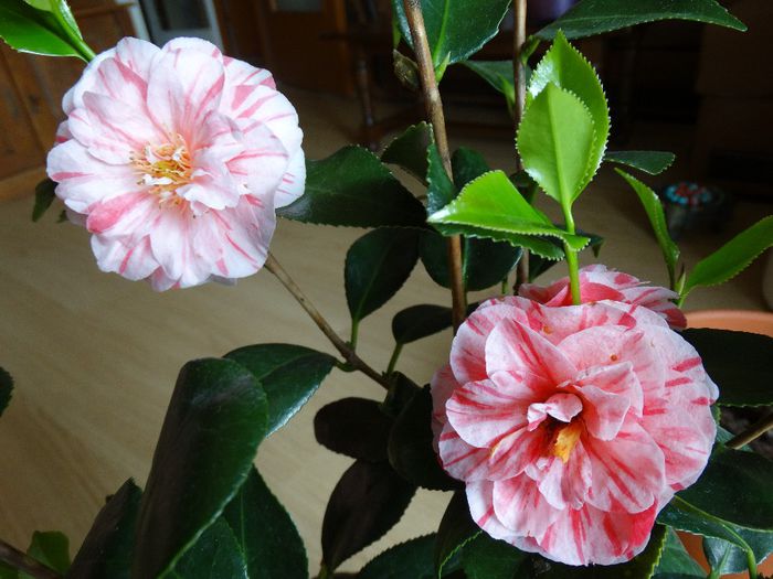 DSC00332 - Camelia japonica