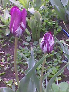 Imag1868 - flori 2014