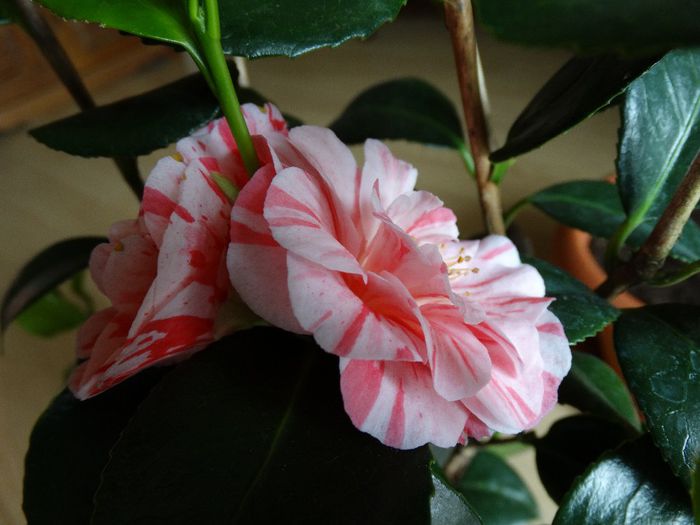 DSC00334 - Camelia japonica