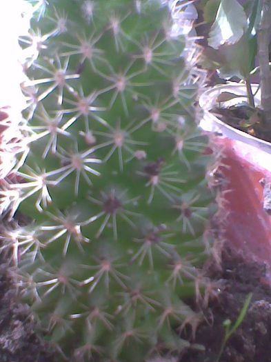 Imag1879 - cactusi