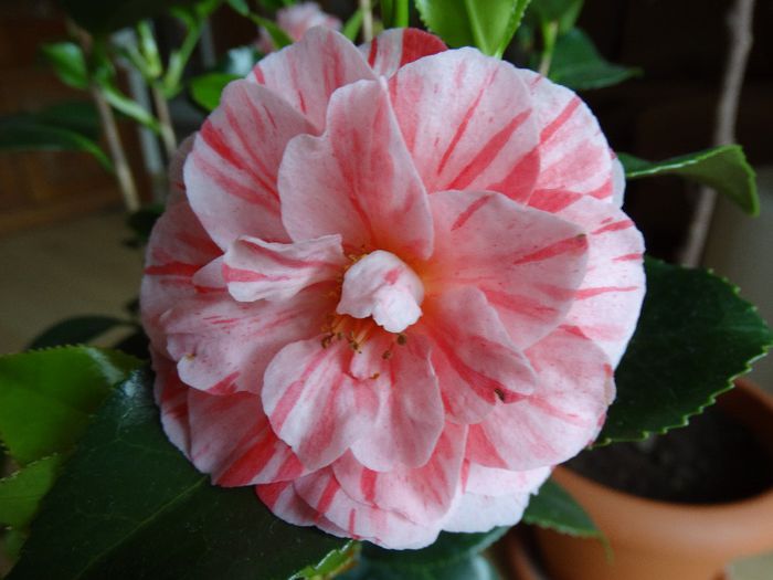 DSC00335 - Camelia japonica