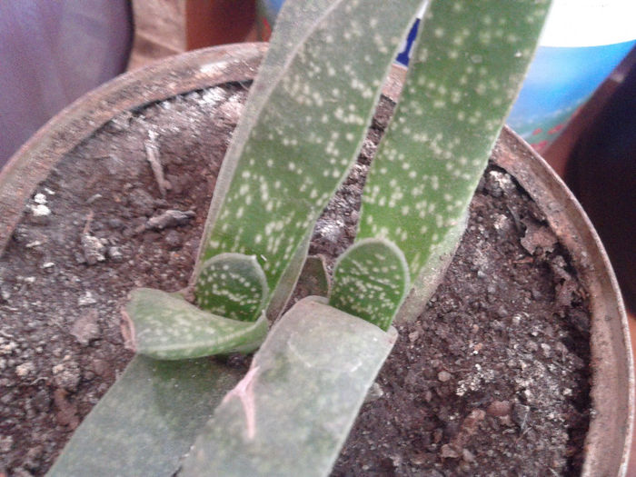 2014-04-12 16.26.21 - cactusi