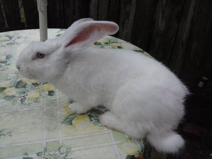 CAM00432; femela de 2014
