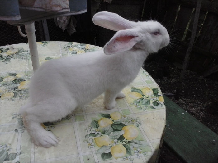 CAM00433; femela de 2014
