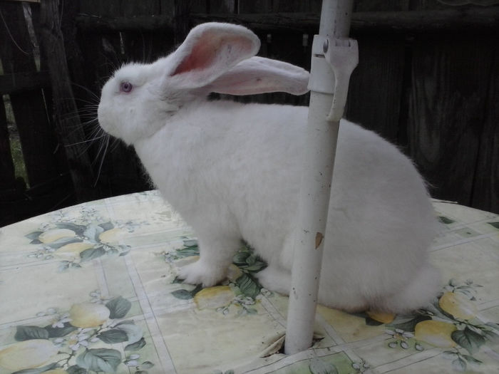 CAM00434; femela de 2014
