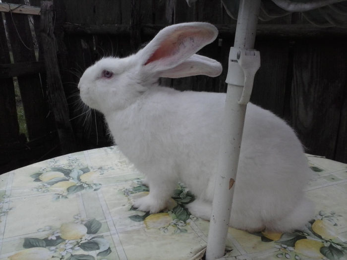 CAM00435; femela de 2014
