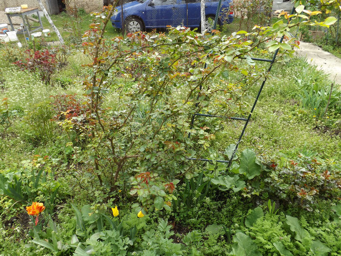 DSCF6456 - gradina 12 aprilie 2014