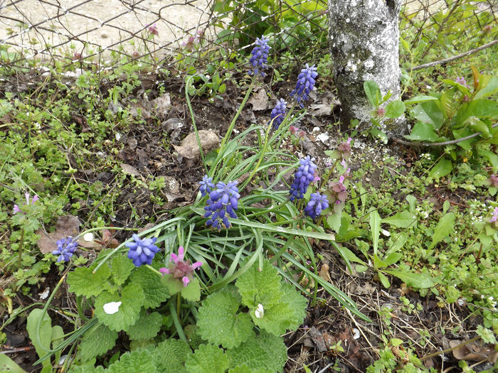 DSCF6471 - gradina 12 aprilie 2014