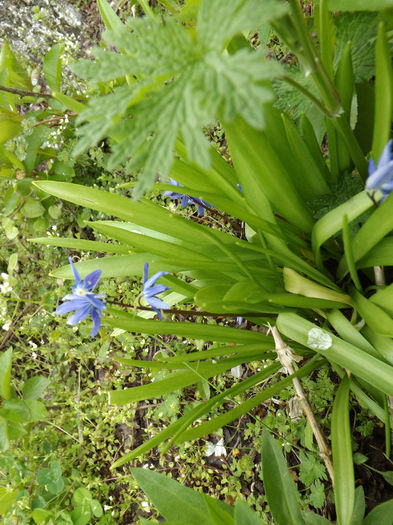 DSCF6472 - gradina 12 aprilie 2014