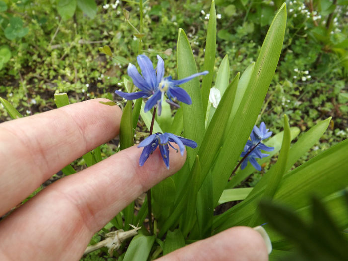 DSCF6473 - gradina 12 aprilie 2014