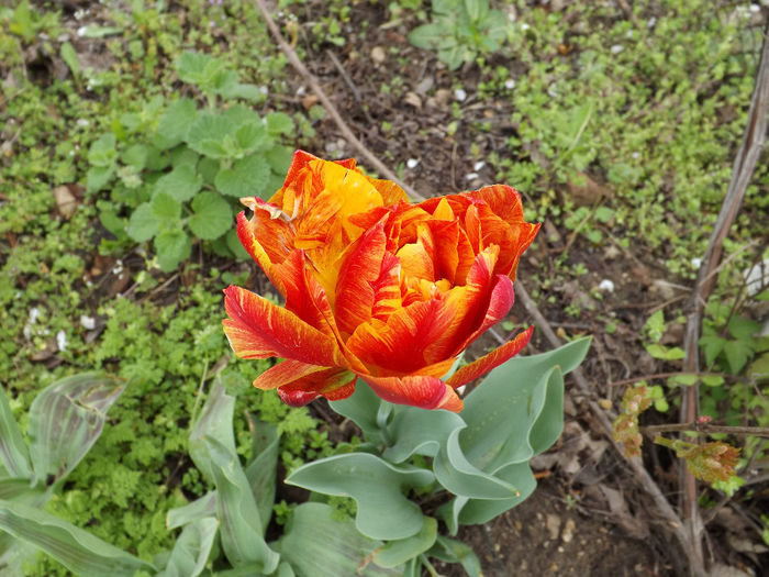 DSCF6477 - gradina 12 aprilie 2014