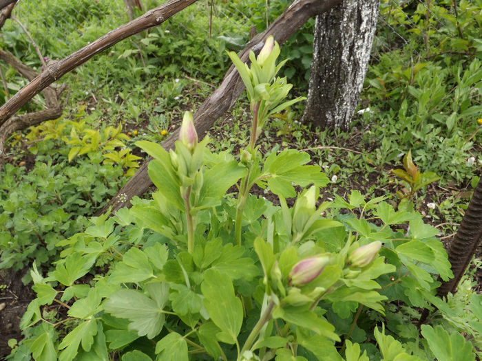 DSCF6478 - gradina 12 aprilie 2014