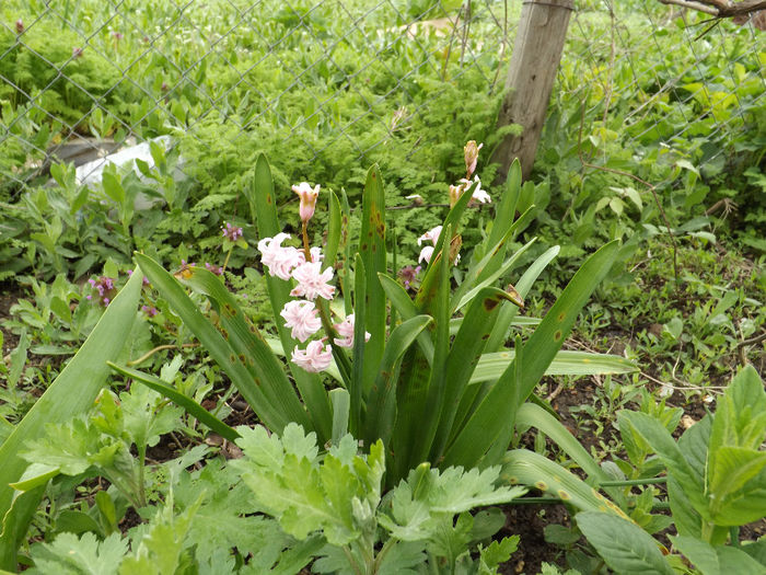 DSCF6479 - gradina 12 aprilie 2014