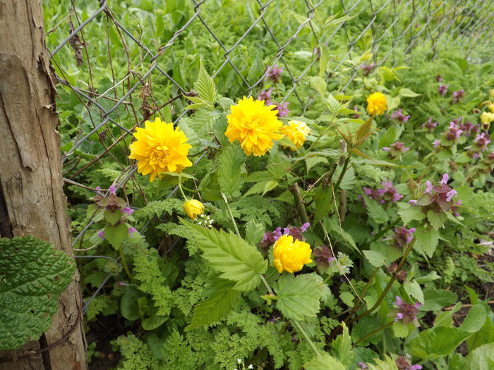 DSCF6488 - gradina 12 aprilie 2014