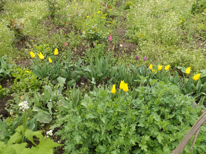 DSCF6489 - gradina 12 aprilie 2014