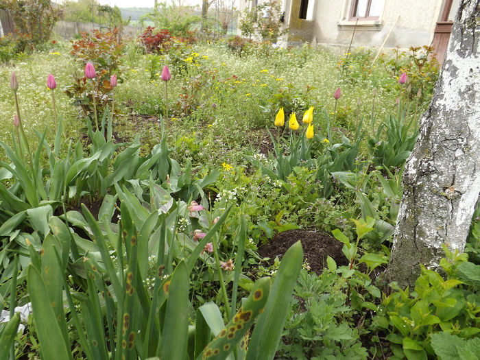 DSCF6492 - gradina 12 aprilie 2014