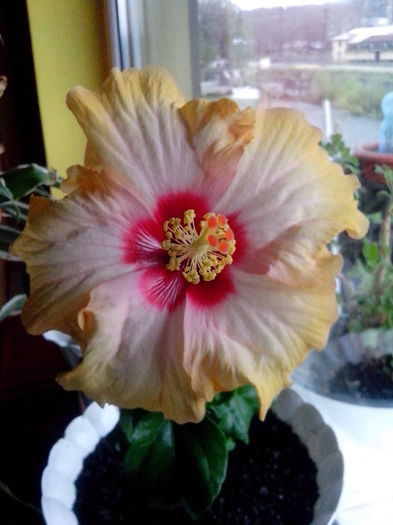 nu ma mai satur sa-l pozez