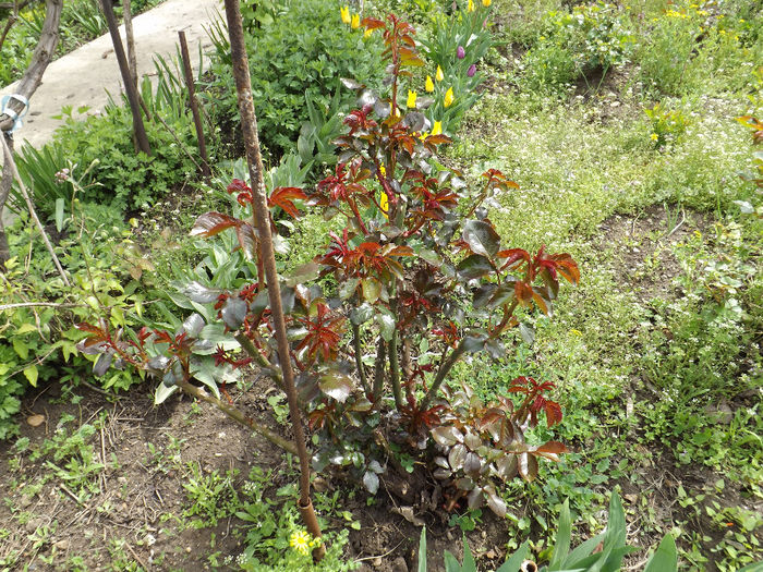 DSCF6496 - gradina 12 aprilie 2014