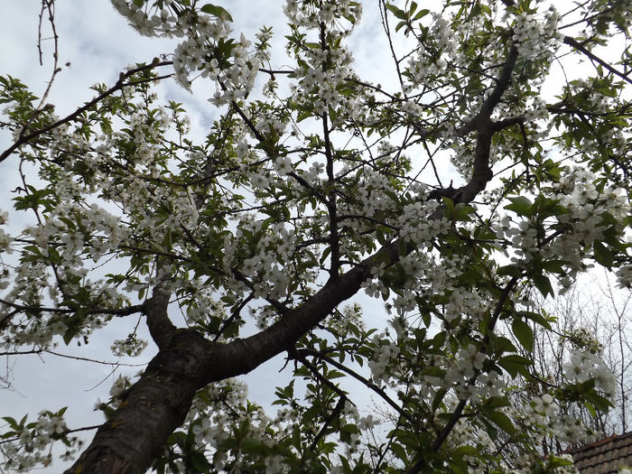 DSCF6500 - gradina 12 aprilie 2014