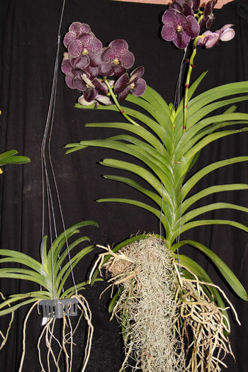 Atentie la plantele luate de pe site-uri sau Ebay