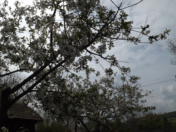 DSCF6503 - gradina 12 aprilie 2014