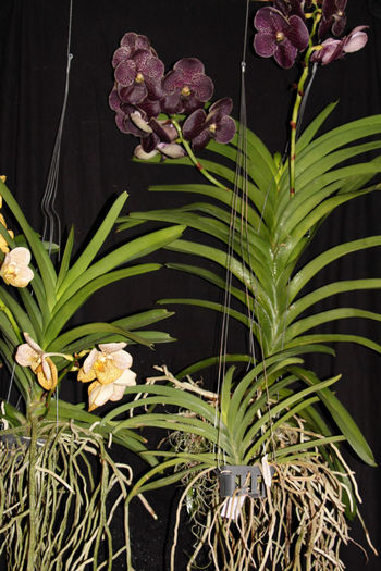 IMG_7206 - 0 Orhidee Vanda exclusiviste